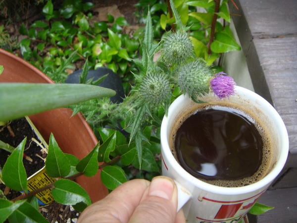 Jezra's coffee picture 2011-08-06