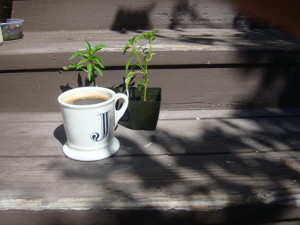 Jezra's coffee picture 2011-07-20