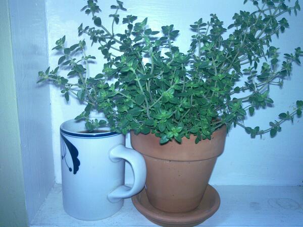 Jezra's coffee picture 2012-03-27