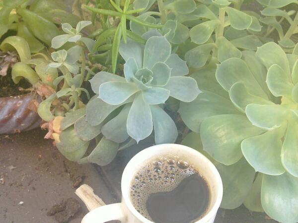 Jezra's coffee picture 2012-07-15