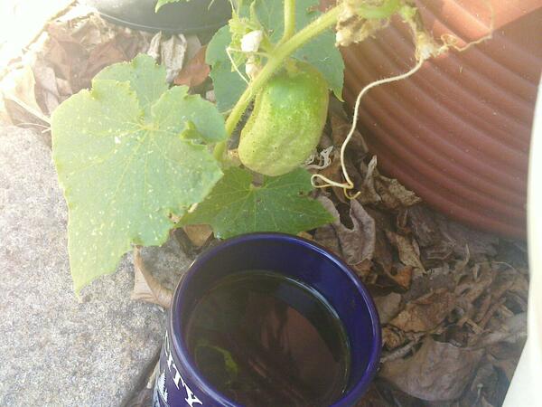 Jezra's coffee picture 2012-07-27
