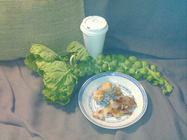 Jezra's coffee picture 2013-01-31