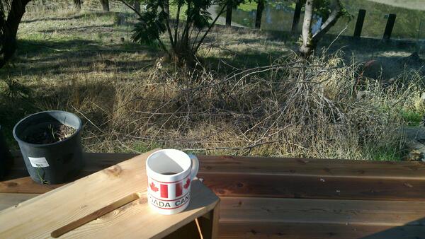 Jezra's coffee picture 2014-10-19