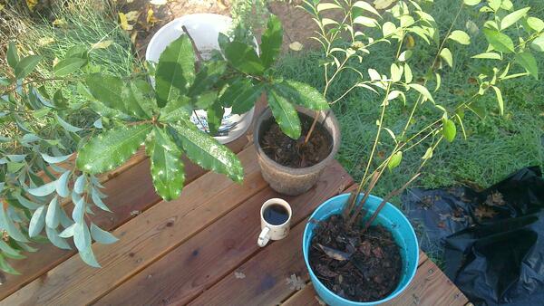 Jezra's coffee picture 2014-11-15