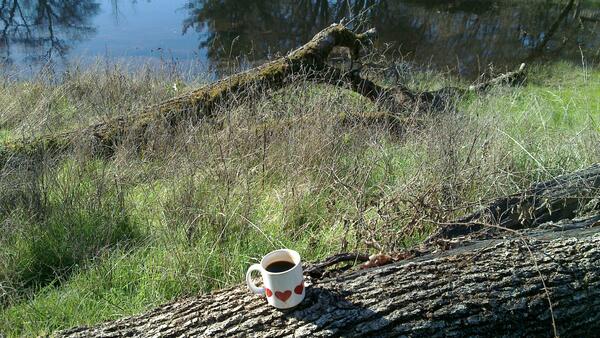 Jezra's coffee picture 2014-12-27