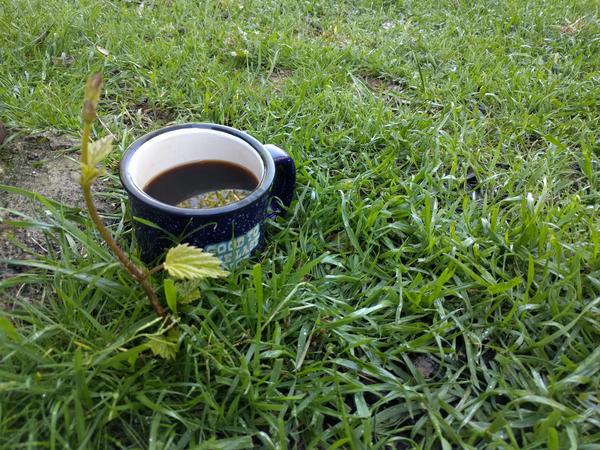 Jezra's coffee picture 2017-05-02