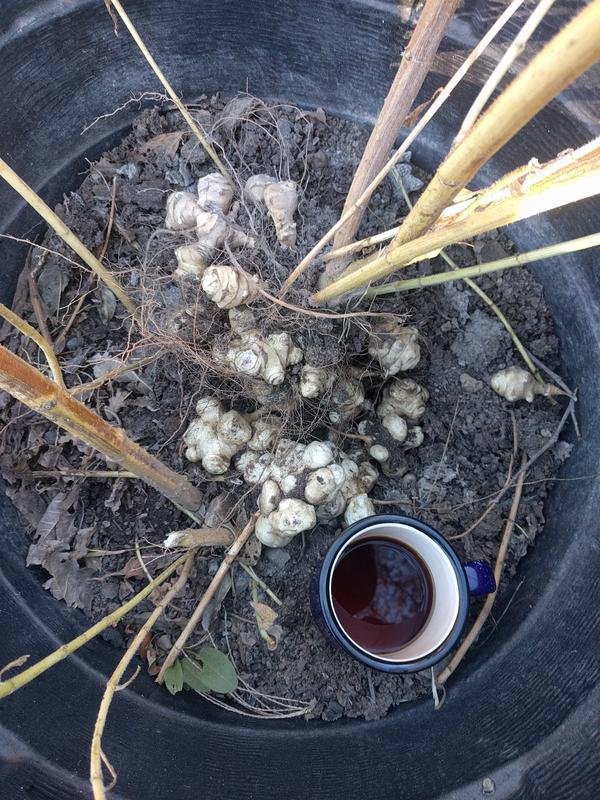 Jezra's coffee picture 2018-11-05