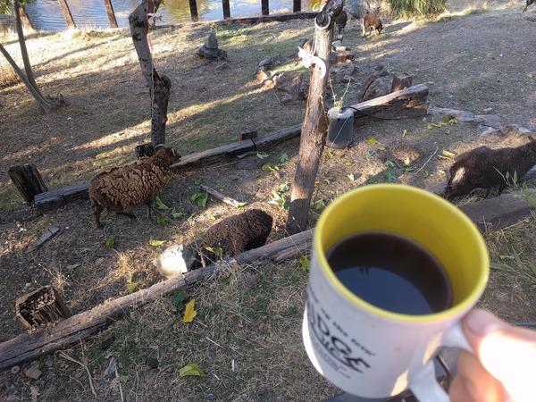 Jezra's coffee picture 2018-11-20