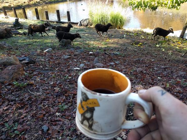 Jezra's coffee picture 2018-11-25