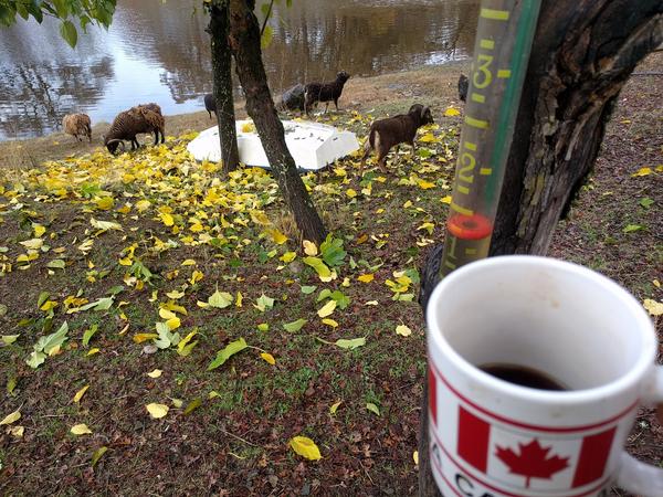 Jezra's coffee picture 2018-11-29