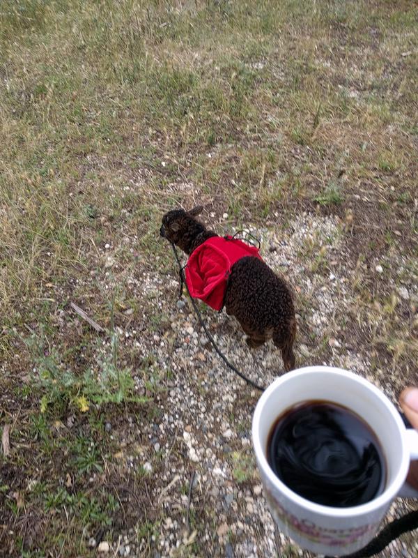 Jezra's coffee picture 2019-05-25