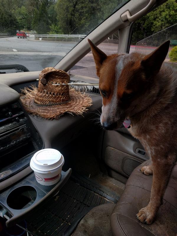 Jezra's coffee picture 2019-05-26