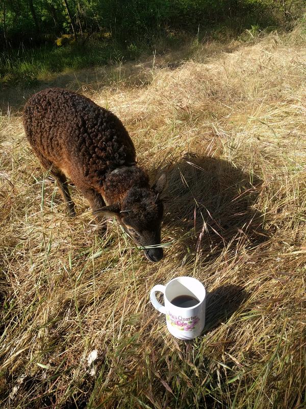 Jezra's coffee picture 2019-05-28
