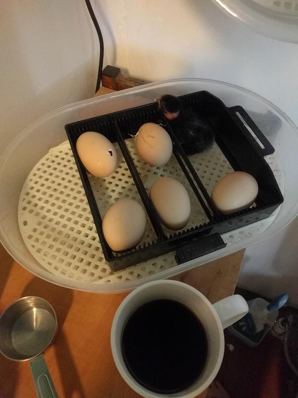 Jezra's coffee picture 2019-06-02