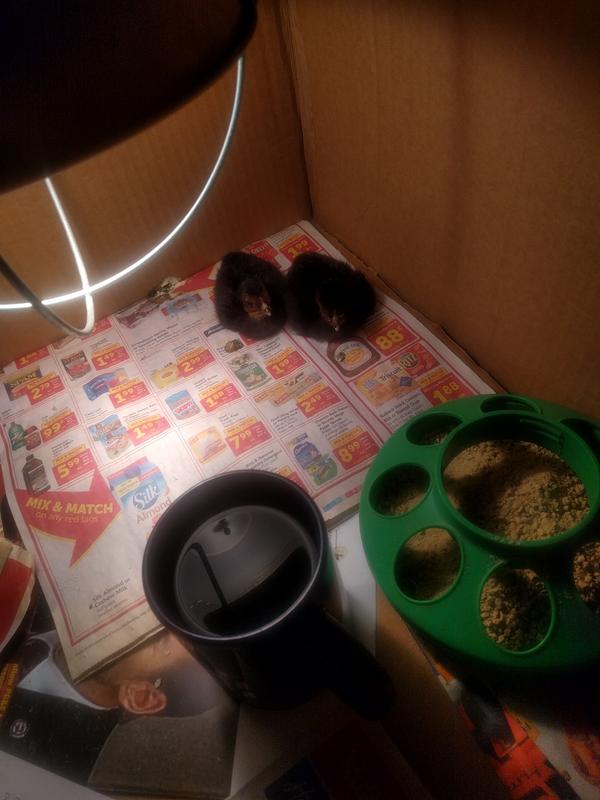 Jezra's coffee picture 2019-06-03