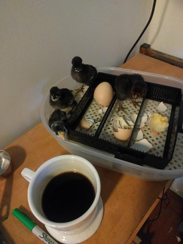 Jezra's coffee picture 2019-06-17