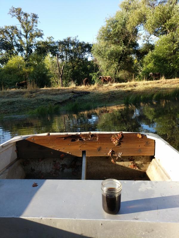 Jezra's coffee picture 2019-09-17