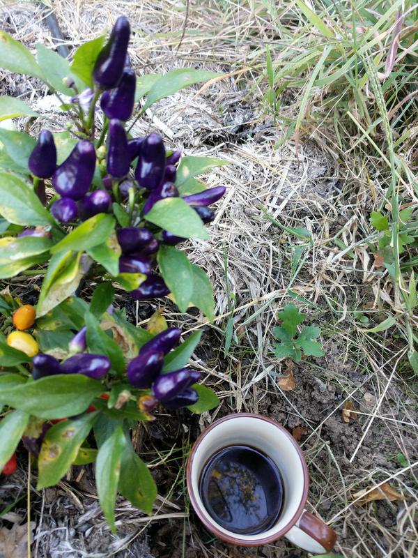 Jezra's coffee picture 2019-09-24