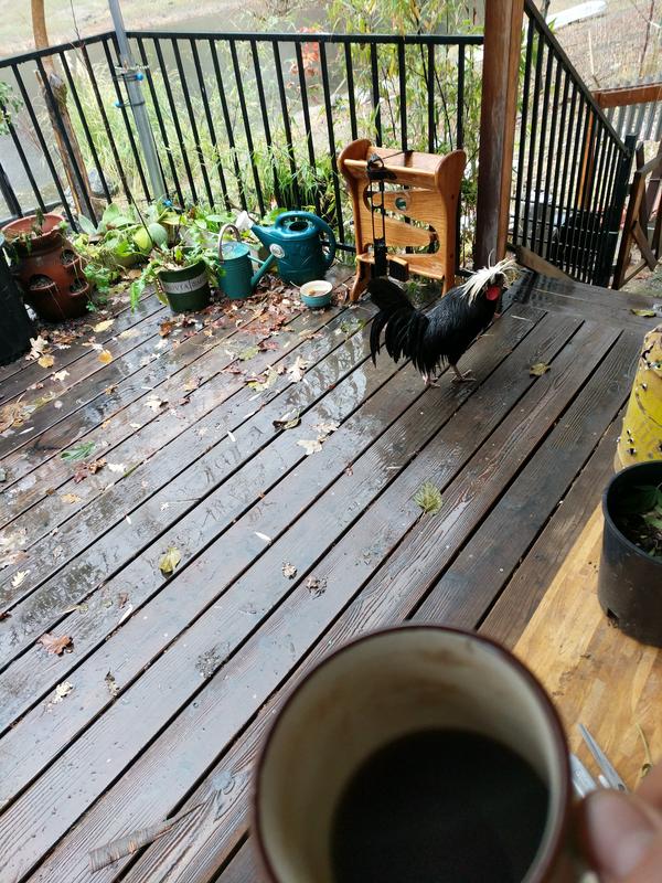 Jezra's coffee picture 2019-12-07