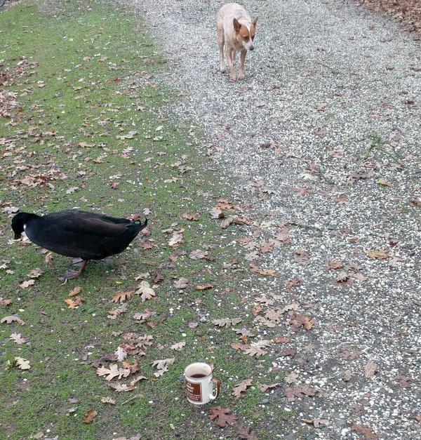 Jezra's coffee picture 2019-12-11