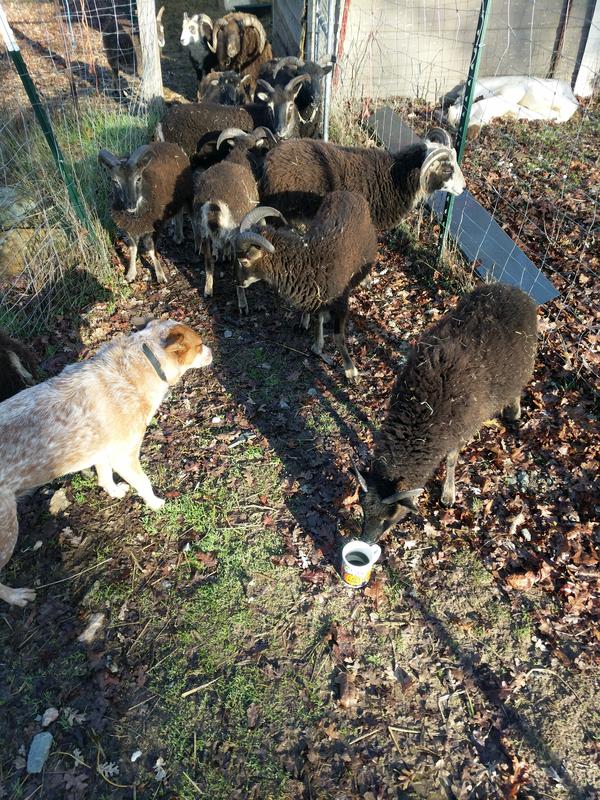 Jezra's coffee picture 2019-12-24