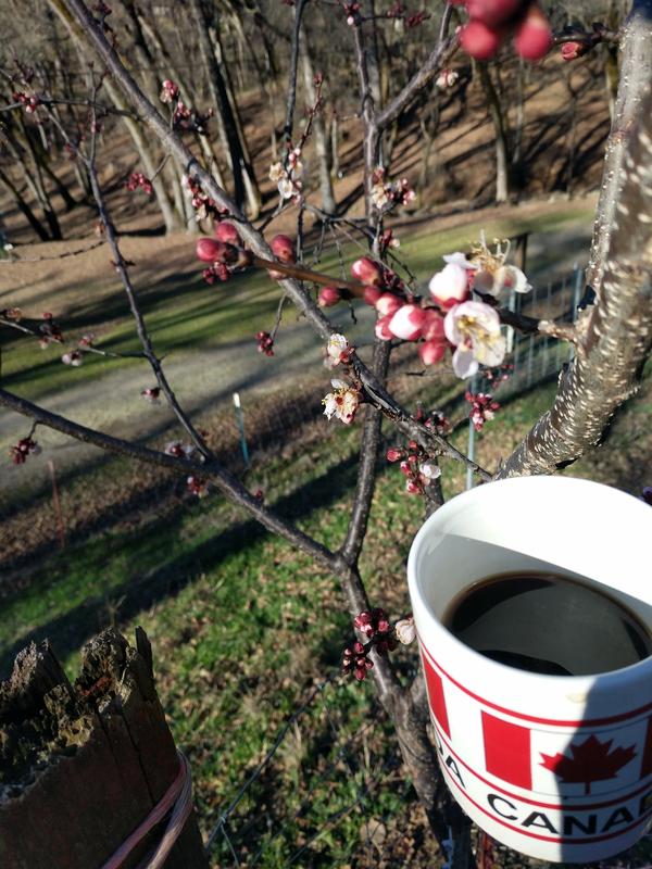 Jezra's coffee picture 2020-02-04