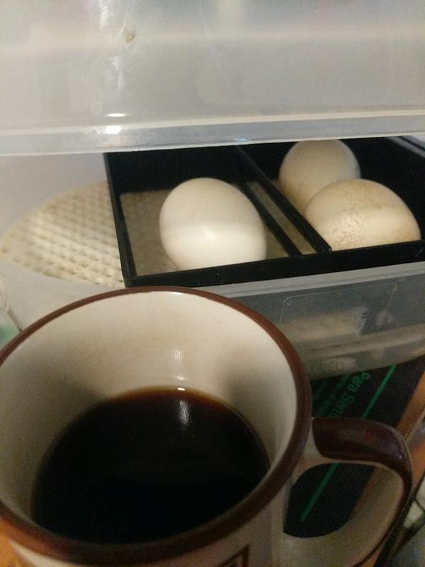 Jezra's coffee picture 2020-07-17