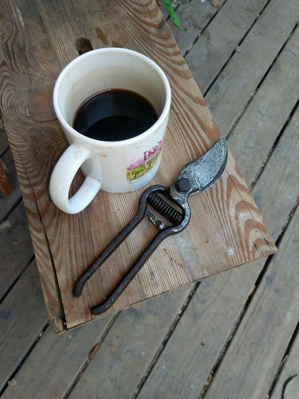 Jezra's coffee picture 2020-11-01