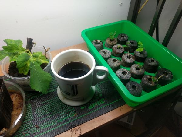 Jezra's coffee picture 2021-03-05