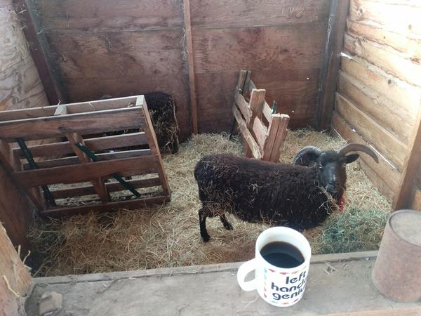 Jezra's coffee picture 2021-03-25