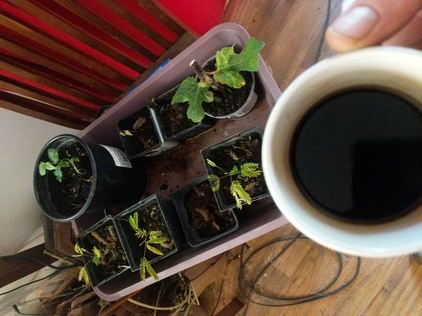 Jezra's coffee picture 2021-04-25