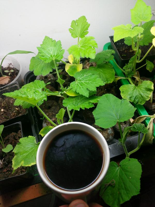 Jezra's coffee picture 2021-05-17