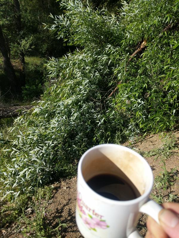 Jezra's coffee picture 2021-05-21