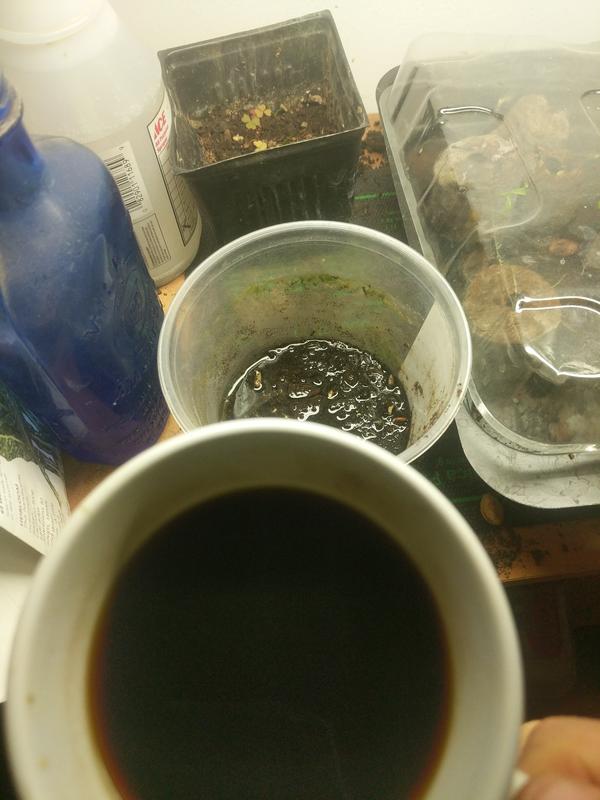 Jezra's coffee picture 2021-05-29