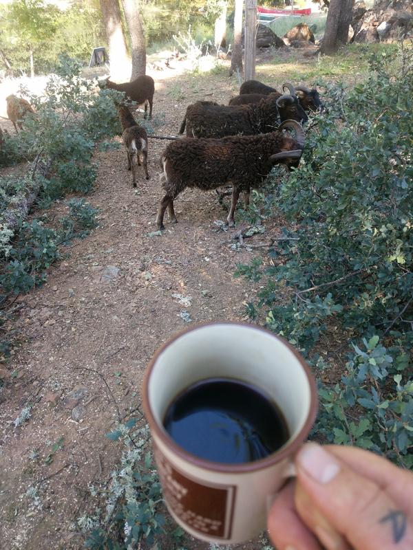 Jezra's coffee picture 2021-06-02