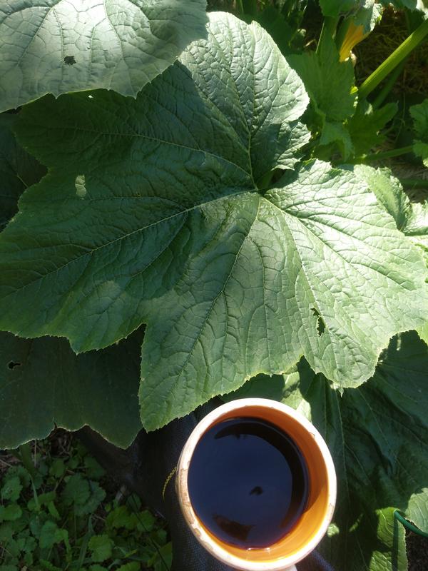 Jezra's coffee picture 2021-07-11