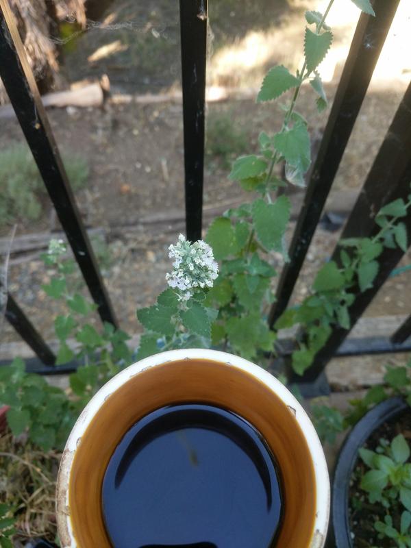 Jezra's coffee picture 2021-07-13