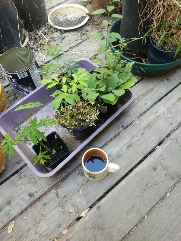 Jezra's coffee picture 2021-07-15