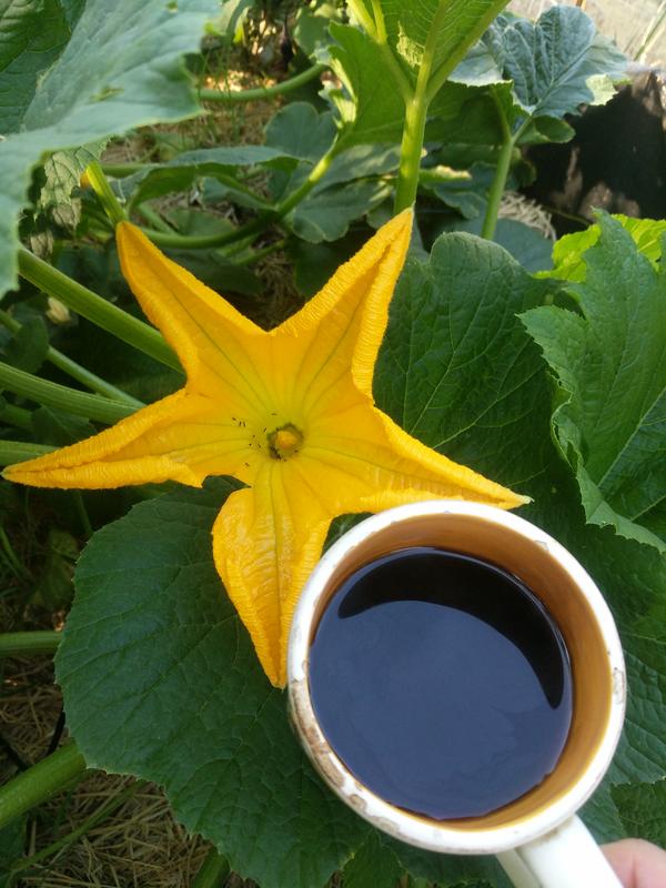 Jezra's coffee picture 2021-07-20