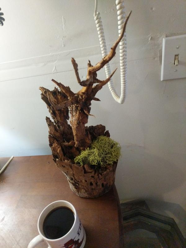 Jezra's coffee picture 2021-07-22