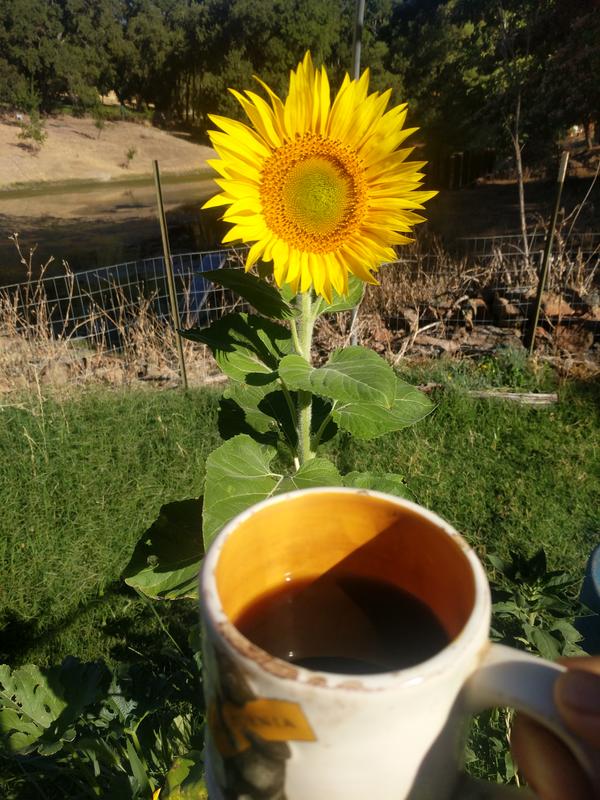 Jezra's coffee picture 2021-08-04