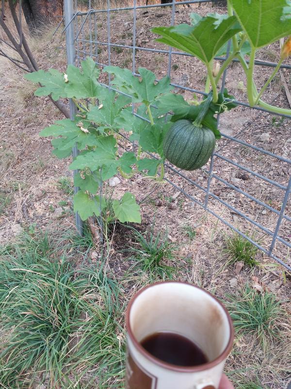 Jezra's coffee picture 2021-08-23
