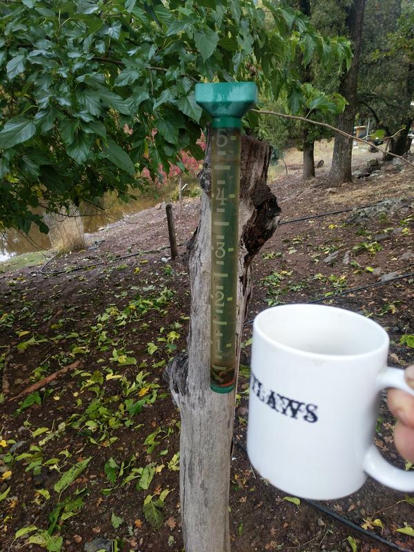 Jezra's coffee picture 2021-10-26