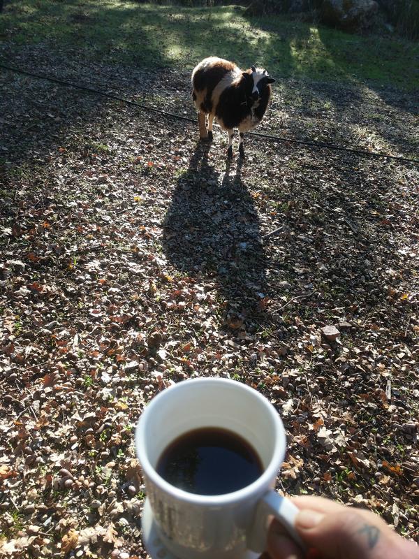 Jezra's coffee picture 2021-11-16