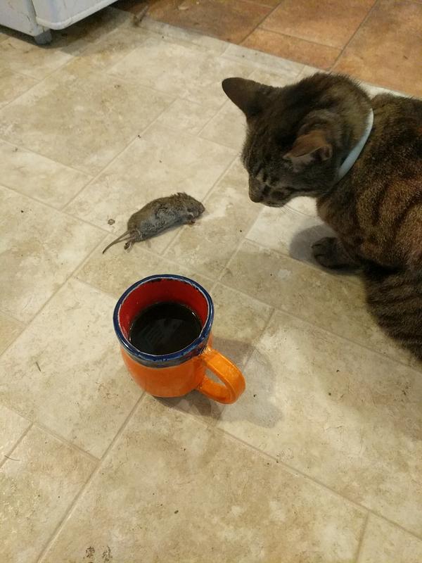 Jezra's coffee picture 2022-05-24