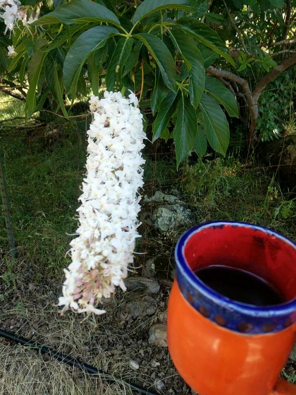 Jezra's coffee picture 2022-05-30