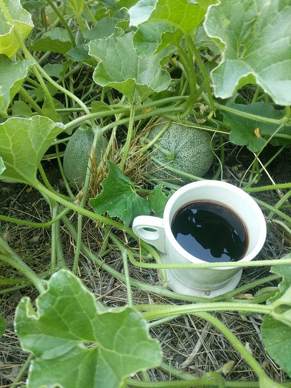 Jezra's coffee picture 2022-07-28