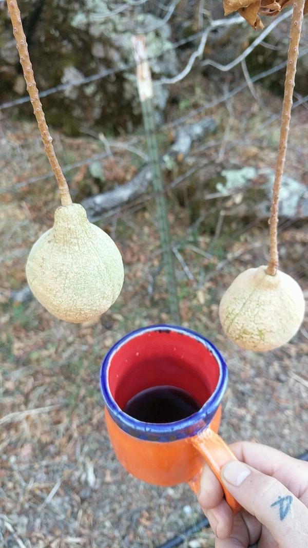 Jezra's coffee picture 2022-10-14