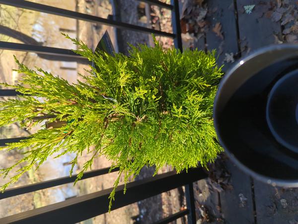 Jezra's coffee picture 2022-12-28