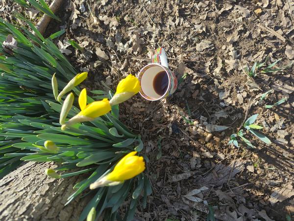 Jezra's coffee picture 2023-02-19